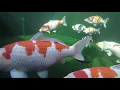 Download Lagu KOI 137 - ENJOY LIFE, ENJOY KOI