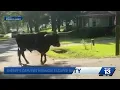 Unexpected neighborhood rodeo 1 500-pound bull on the loose leads Pickens County s on chase