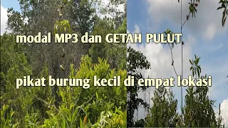 Download Pikat Burung Kecil di empat lokasi sekaligus || hasilnya memuaskan MP3