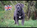 Denali The Highest Appraised Breeding Boerboel in the UK NOXTERRA BOERBOELS