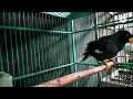Download Lagu suara burung jalak kebo gacor full isian ini masteran TERHEBAT bikin bunyi