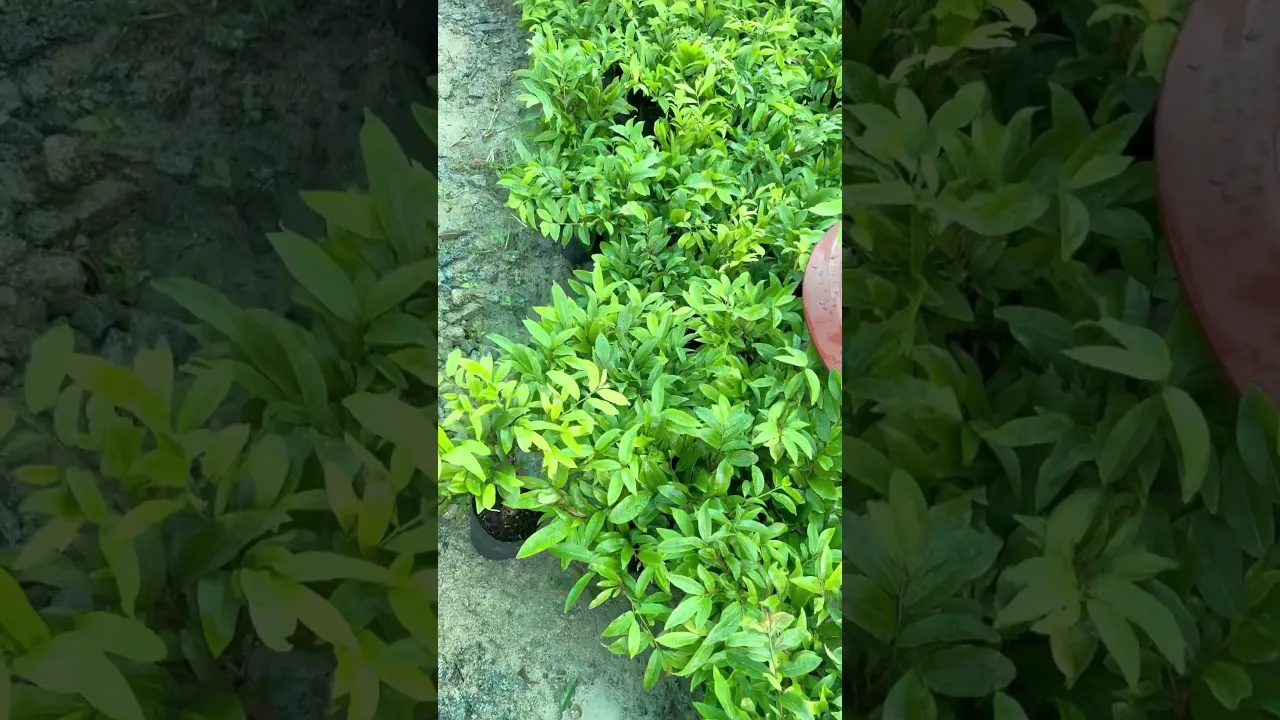 Mai vàng Miền Nam