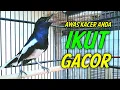 Download Lagu AWAS KACER ANDA IKUT GACOR LANGSUNG NYAUT TAK MAU DIAM !! PANCINGAN KACER GACOR DI JAMIN NYAUT.