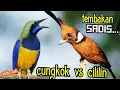 Download Lagu TEMBAKAN SADIS SUPER TAJAM || cungkok vs cililin