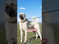 Download Lagu Top 3 dog breeds that can overpower a Kangal Shepherd Dog #shorts #kangal #dogs