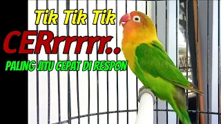 Download Suara Lovebird Fighter Ngekek Panjang, PANCINGAN LOVEBIRD PALING JITU CEPAT DI RESPON MP3