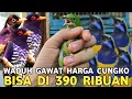 Download Lagu GAWAT !! BISA SEMURAH INI HARGA CUNGKO DARI 390 RUBUAN CUNGKO TROTOL CUMA 900 RIBU DI PB PRAMUKA