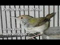 Prenjak lumut betina bunyi nyecek, cocok untuk pancingan dan pikat