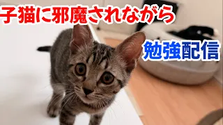 【第二回】子猫に邪魔されながら勉強
