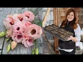 Planting Lisianthus Seeds for the Cut Flower Garden Flowers With a 2 Week Vase Life