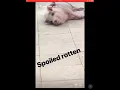 Alexa Bliss Mike Room and WWE instagram histories