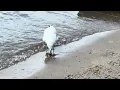 Seagull Lunch