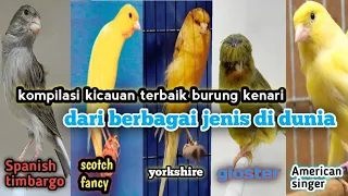 perbedaan suara kenari jenis yorkshire scotch fancy spanish timbargo gloster american singer rusian