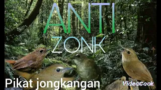 Download Suara Pikat Jongkangan Anti Zonk MP3
