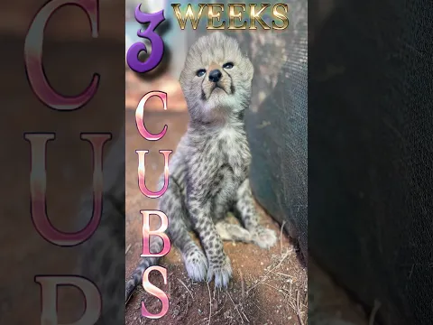 Abi The Cheetah (3) Cubs at (3) Weeks Old! | Short Video Of Little Cats Playing & Laying On Mom