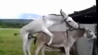 donkey vs horse who is the fucking king sweet and lovely nature