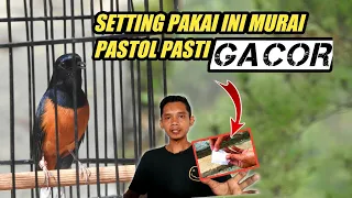 Download Teknik Menggacorkan Murai Batu Lepas Trotol Paling jitu‼️ MP3