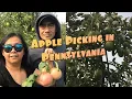 Apple Picking Time Paulus Mt Airy Orchards Pick Your Own Apples