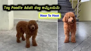 70136 35745 top quality toy poodle dog for sale in telugu Aj pets