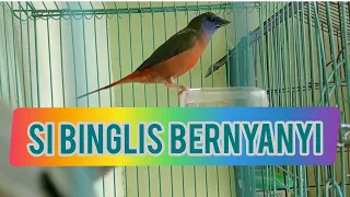 suara asli bondol binglis si emprit hijau