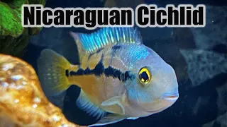 Download Nicaraguan Cichlid | Care Guide \u0026 Species Profile (Macaw Cichlid) MP3