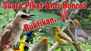 Download Suara Pikat Trucukan,Sogon,Prenjak Stateran Anti Boncoz MP3