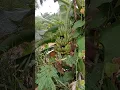 Download Lagu KENAPA PISANG INI SERING KALI DIABAIKAN? PADAHAL BISA SANGAT ENAK LOH?
