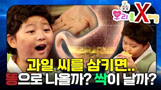 과일 씨 삼키면 뱃속에서 진짜 나무가 자랄까? 🍊🌳｜우리 몸 X파일｜[EBS놀이터]