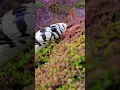 Download Lagu A Black And White Snake From A Very Close View #shorts