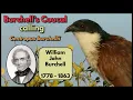 Lagu Burchell's Coucal calling and where this bird got its name