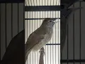 Download Lagu Burung kapas tembak suara jernih #shorts