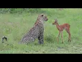 Download Incredible footage of leopard behaviour during impala kill - www.natural-variation.com mp4 3gp mp3 videos - waplic
