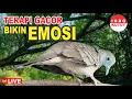 Download Lagu suara burung Perkutut Lokal Gacor di alam liar manjur buat masteran