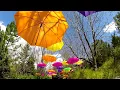 The Tulip Festival In Lehi Utah