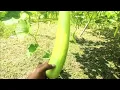 लौकी की खेती 🌿 Bottle gourd farming ( long Melon) 🍈#himanshu 3739