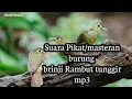 Download Lagu Suara Pikat/masteran burung brinji Rambut tunggir mp3