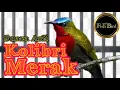 Download Lagu KOLIBRI MERAK - KOLIBRI GUNUNG - @fishandbird4910