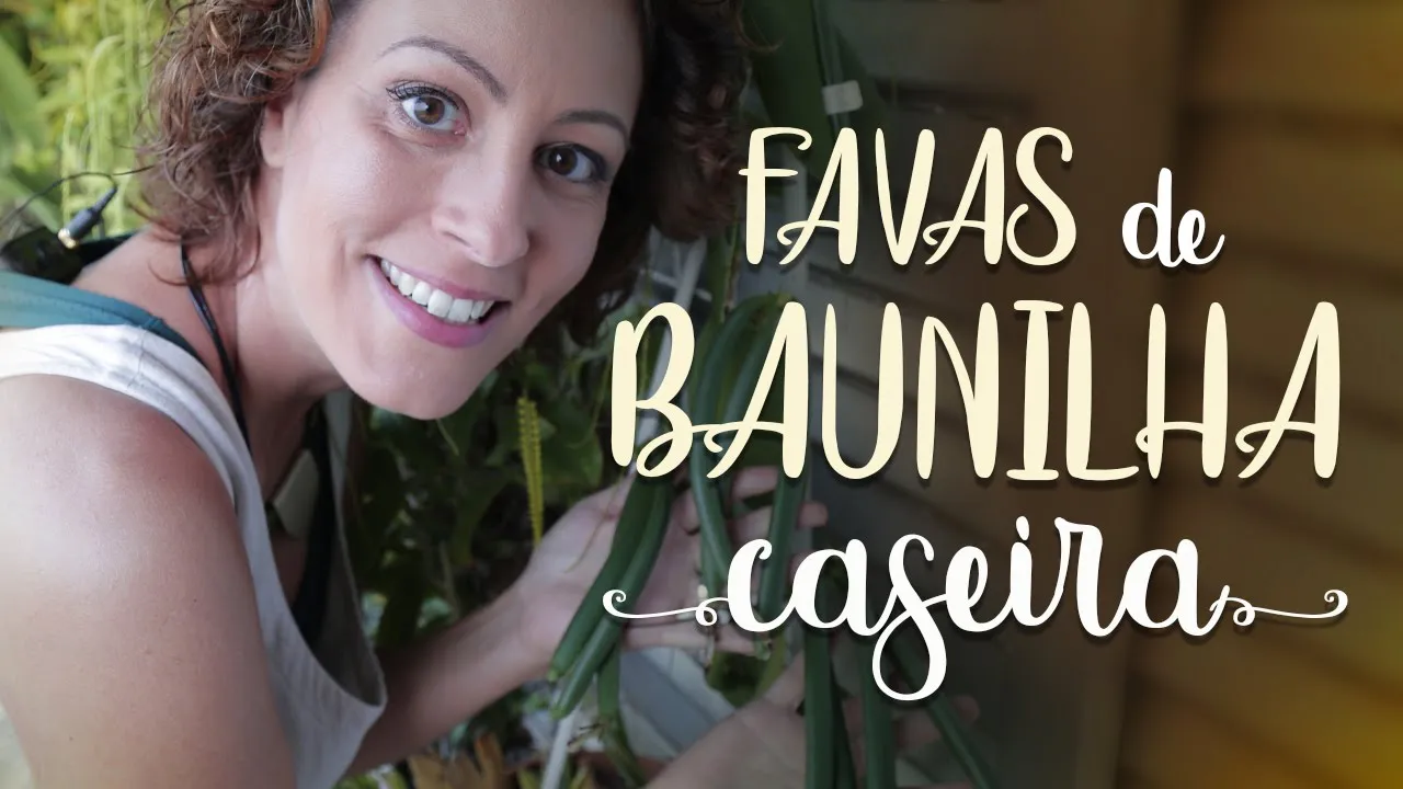 ORQUÍDEA BAUNILHA CASEIRA: OLHA QUANTAS FAVAS!
