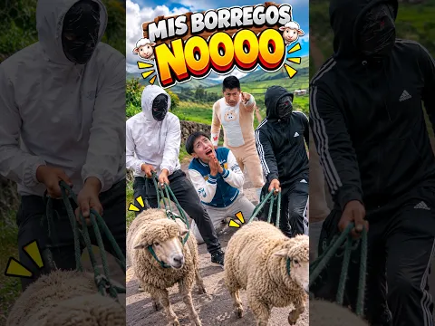 Me robaron mis borregos 😭