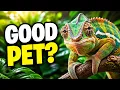 Chameleon as Pet - Chameleon Beginners Guide