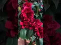 Download Lagu Most Beautiful camellia red flower #shorts
