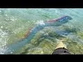 Download Lagu GIANT OARFISH FILMED IN MEXICO