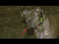 Shows Pit Bull Escape Attacking Coyotes In New Hampshire Backyard