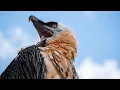 Lagu Save The Bearded Vulture
