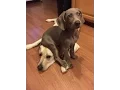 Best dog buddies inseparable puppies Weimaraner Lab constantly cuddling