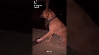                     دندنها