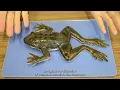 Humane Science Education Exploration - SynFrog Dissection