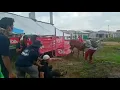 Download Lagu Viral korban kesenggol sapi koplo