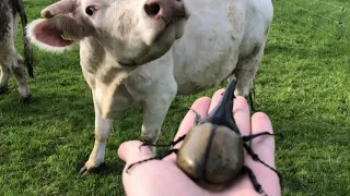 Cow meets the largest beetle in the world