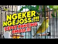 Download Lagu Kecial Kuning NGEKER JOSS‼️Lebih CEPAT PANCING EMOSI LAWAN‼️| PEPADU KECIAL